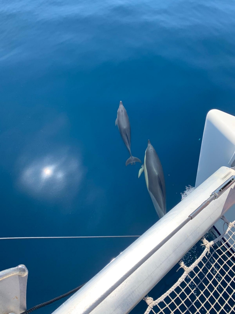 Alquiler de catamarán para avistamiento de delfines en Estepona